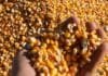 Maíz 2025/26 vuela: ya se vendió el 28% (17,4 Mt) y marca el tercer mejor arranque de la historia