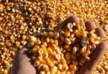 Maíz 2025/26 vuela: ya se vendió el 28% (17,4 Mt) y marca el tercer mejor arranque de la historia