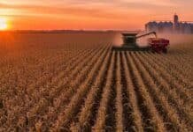 Descubren cómo lograr maíz más resistente al frío