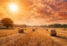 Calor extremo en aumento: alertas roja, naranja y amarilla en distintas provincias