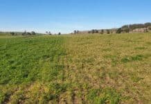 El 75% fertiliza mal o no fertiliza: la práctica que puede disparar los kilos de carne y leche