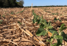 De la sequía al alivio hídrico: la soja mejora su condición en Entre Ríos tras las últimas lluvias