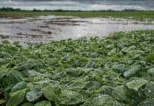 Lluvias cerca de la media en febrero: la soja de segunda pone el foco en marzo