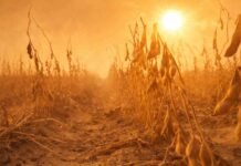 Soja bajo presión: sube a 48,5 Mt la proyección pero crece 3 p.p. el área en sequía y 6 p.p. el cultivo en estado Regular/Malo