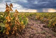 Soja en zona crítica: el 20% de los lotes ya está regular a malo y las lluvias solo alivian de forma parcia