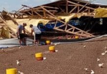 👉 Violento temporal arrasó un galpón avícola y dejó importantes pérdidas para un productor