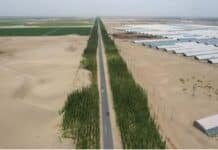 China logra recuperar suelos del desierto en solo 1 a 3 años con microorganismos que reducen la erosión más del 90 %