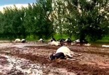 Video | Temporal extremo: un rayo habría matado a varias vacas en un campo