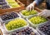 SENASA fija nuevas reglas para empacar fruta en el campo: la uva será la primera en cumplir los requisitos