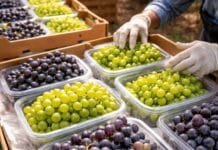 SENASA fija nuevas reglas para empacar fruta en el campo: la uva será la primera en cumplir los requisitos