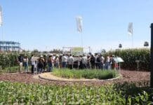 Maíz: Bayer asegura que se pueden sumar hasta 637 kg/ha y achicar una brecha productiva del 30-40%