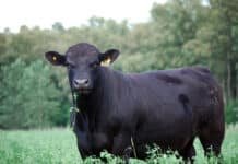 Expoagro 2026: lanzan créditos ganaderos en kilos de novillo y financiamiento millonario para la industria agroalimentaria