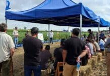 BASF muestra en el campo cómo subir rindes con genética, herbicidas y agricultura digital