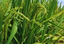 KIRA INTA ya exporta más de 9.000 toneladas y se vende hasta 3 veces más que el arroz común