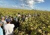 NK capacita a más de 100 técnicos y acelera la expansión del girasol en zonas no tradicionales