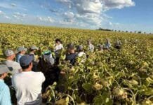 NK capacita a más de 100 técnicos y acelera la expansión del girasol en zonas no tradicionales
