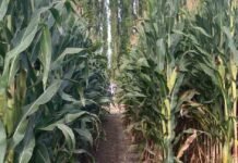 El maíz bajo riego sorprende en Patagonia: productores muestran rindes altos y un nuevo modelo productivo