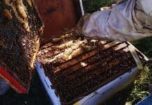 Apicultura: cómo multiplicar colmenas y aumentar el apiario sin perder producción de miel