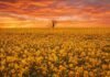 Biocombustibles empujan un nuevo negocio: carinata, camelina y colza ganan renta en invierno sin sumar hectáreas Campo de colza en plena floración bajo un atardecer intenso con cielo naranja y un árbol solitario en el horizonte en la Pampa húmeda argentina.