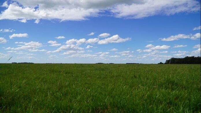 campo-pastura-cielo-parcialmente-nublado-la-pampa-ruralnet
