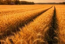 Trigo: más de 70 variedades disponibles y una decisión clave antes de sembrar