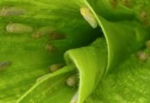 Chicharrita del maíz: prueban bioinsumos con hongos para frenar pérdidas que pueden superar el 70%