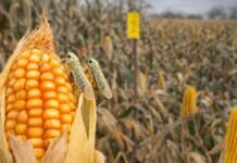 Chicharrita: suben las capturas pero el maíz ya está fuera del mayor riesgo de Spiroplasma