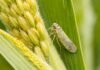 Sube la chicharrita pero el maíz ya está a salvo: fuerte aumento de la plaga sin impacto en rindes Chicharrita del maíz (Dalbulus maidis) sobre espiga en cultivo de maíz, principal vector de enfermedades que afectan el rendimiento del cultivo