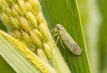 Sube la chicharrita pero el maíz ya está a salvo: fuerte aumento de la plaga sin impacto en rindes Chicharrita del maíz (Dalbulus maidis) sobre espiga en cultivo de maíz, principal vector de enfermedades que afectan el rendimiento del cultivo