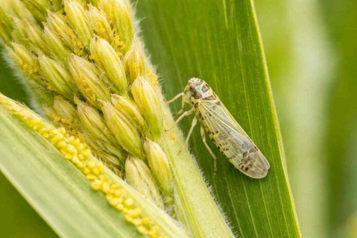 chicharrita del maíz Chicharrita del maíz (Dalbulus maidis) sobre espiga en cultivo de maíz, principal vector de enfermedades que afectan el rendimiento del cultivo