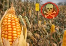 Chicharrita: suben las capturas pero el maíz ya está fuera del mayor riesgo de Spiroplasma