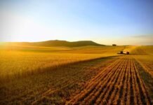 El agro entra en foco inversor: charla gratuita el 31 de marzo a las 18 hs para analizar oportunidades en un nuevo escenario económico Cosechadora trabajando en un campo agrícola al atardecer en Argentina reflejando el crecimiento de las exportaciones agroindustriales