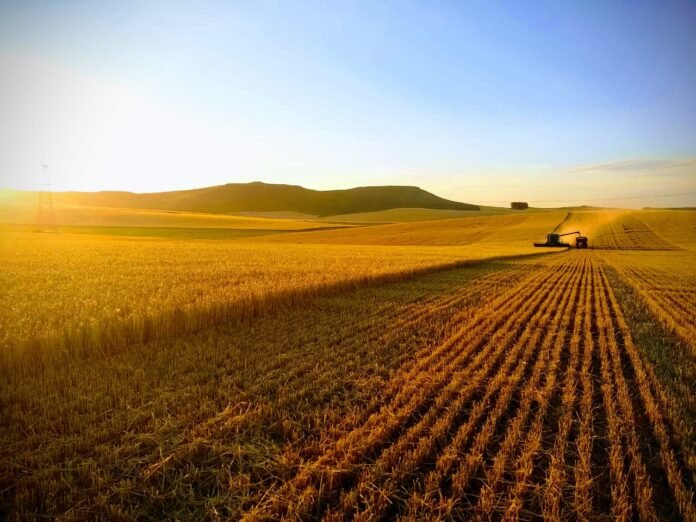 Cosechadora trabajando en un campo agrícola al atardecer en Argentina reflejando el crecimiento de las exportaciones agroindustriales