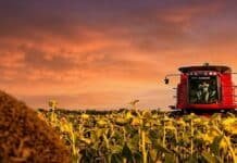 La cosecha de girasol avanza en nuevas regiones y mantiene expectativas de 6,2 millones de toneladas