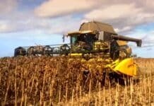 La cosecha de girasol avanza y muestra rindes de hasta 28 qq/ha