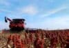 El sorgo recorta su proyección: cae a 2,9 millones de toneladas tras pérdida de área