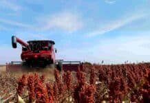 El sorgo recorta su proyección: cae a 2,9 millones de toneladas tras pérdida de área