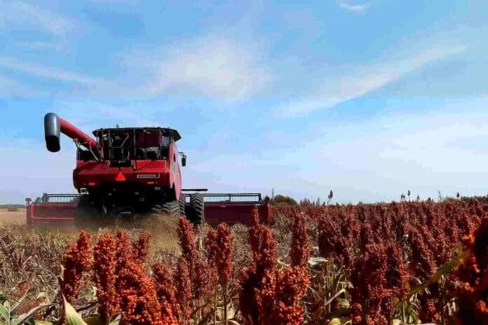 cosecha de sorgo-ruralnet