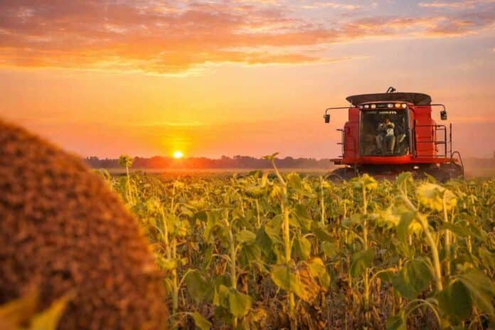 Cosecha de girasol en Argentina al amanecer con maquinaria trabajando en el lote, en un contexto de buenas perspectivas productivas y rendimiento del cultivo