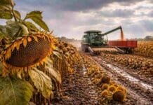 Bahía Blanca: la cosecha de girasol avanza con rindes mejores a lo esperado, pero las lluvias frenan el ritmo