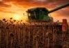 El girasol avanza al 61% con rindes mejores, pero sigue 10 puntos retrasado en la cosecha Cosecha de girasol seco en campo argentino al atardecer, con cosechadora trabajando sobre lotes maduros y cielo naranja intenso, en plena campaña agrícola