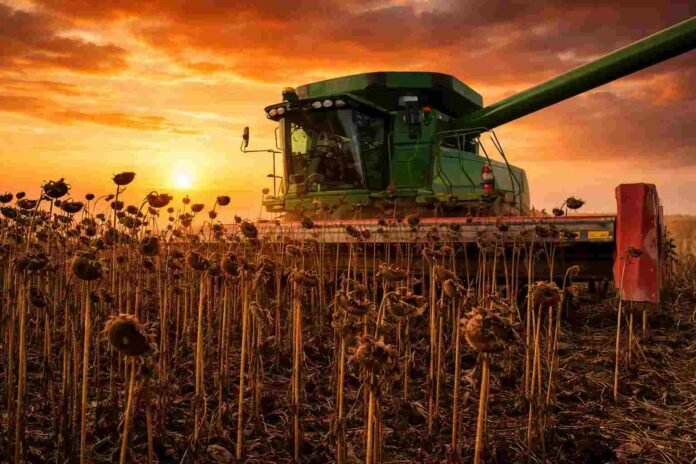 Cosecha de girasol seco en campo argentino al atardecer, con cosechadora trabajando sobre lotes maduros y cielo naranja intenso, en plena campaña agrícola
