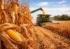 Maíz tardío en Entre Ríos mejora su condición y crece el optimismo de cara a la cosecha Cosechadora trabajando en un lote de maíz seco con alto rendimiento durante la cosecha en el campo argentino