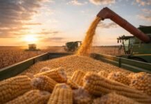 Maíz 2025/26: producción récord, más exportaciones y un mapa regional que redefine la campaña Cosecha de maíz en Argentina con alto rendimiento, maquinaria trabajando al atardecer y descarga de granos en tolva, reflejando una campaña con producción récord.