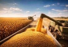 El agro puede crecer 90% y llegar a 251 millones de toneladas: el dato que cambia el futuro del campo Cosecha de maíz en Argentina con maquinaria agrícola cargando granos en un campo, reflejando el potencial productivo del agro