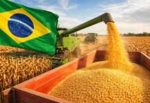 Brasil proyecta 140,3 millones de toneladas de maíz y ajusta expectativas por clima y rindes Cosecha de maíz en Brasil con cosechadora descargando granos y bandera brasileña en el campo durante la campaña agrícola