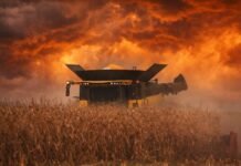 Maíz con rindes de hasta 98 qq/ha impulsa la campaña: la cosecha avanza al 15% pese a las lluvias Cosechadora trabajando en un lote de maíz seco bajo un cielo de tormenta con tonos naranja intensos y nubes cargadas, en plena campaña agrícola argentina