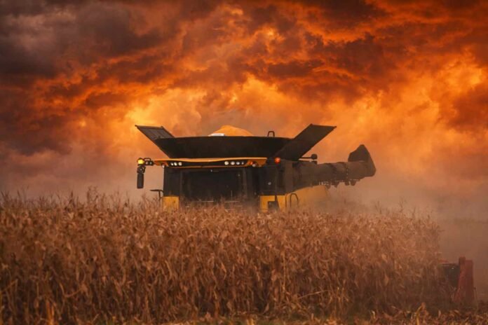 cosecha-maiz-seco-tormenta-cielo-naranja-cosechadora-campo-argentino-ruralnet Cosechadora trabajando en un lote de maíz seco bajo un cielo de tormenta con tonos naranja intensos y nubes cargadas, en plena campaña agrícola argentina