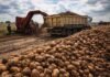 La papa recorta 12% la siembra y apuesta a subir precios tras un año de pérdidas Cosecha de papa con maquinaria agrícola cargando producción en camión en un campo argentino durante la campaña 2026