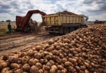 La papa recorta 12% la siembra y apuesta a subir precios tras un año de pérdidas Cosecha de papa con maquinaria agrícola cargando producción en camión en un campo argentino durante la campaña 2026